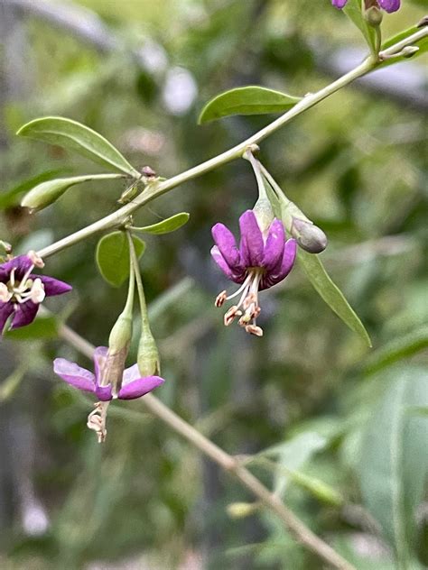 Goji Berry Seeds Lycium Barbarum Perennial Zone 3 30 Seeds