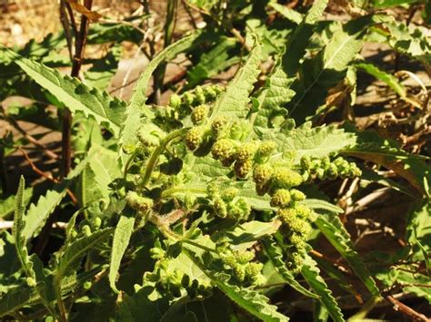 Benefits of Ragweed: Give Ragweed Another Chance | Plantly