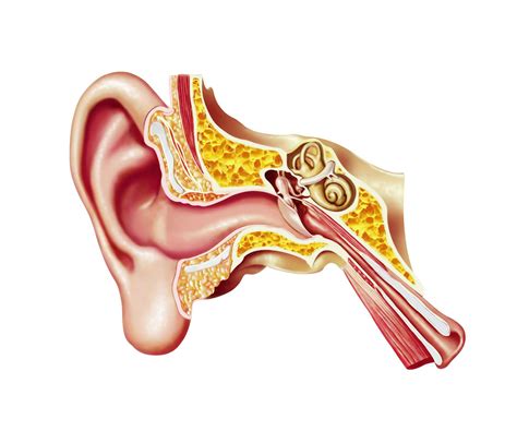 The Inner Ear: Anatomy, Location, and Function