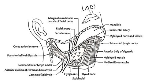 Submandibular Gland Anatomy