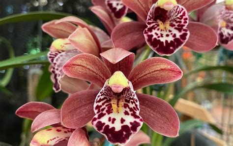 Orqu Dea Cymbidium Aprenda A Cultivar E Cuidar Da Planta Casa Vogue