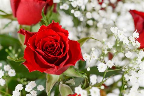 Red Rose Bouquet - Free photo on Pixabay - Pixabay