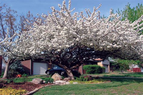 Sargent Crabapple - Plants & Seedlings