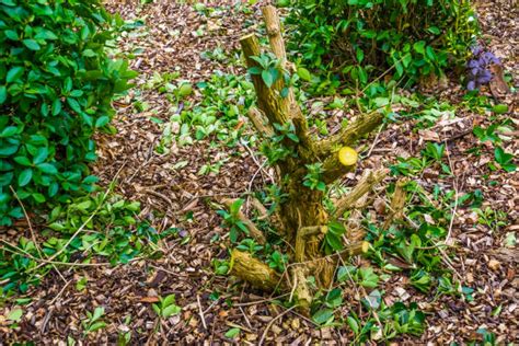 10+ Buddleia Pruning Stock Photos, Pictures & Royalty-Free Images - iStock