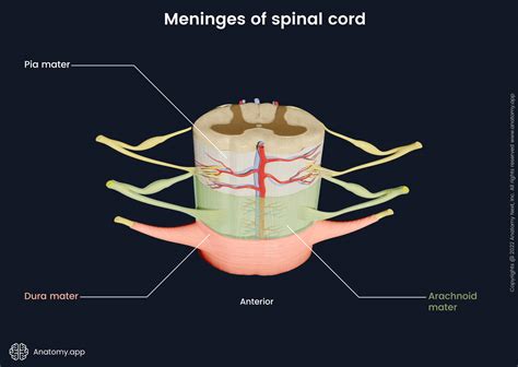 Meninges Of Spinal Cord Anatomy