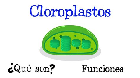 Cloroplastos que son estructura y funcion