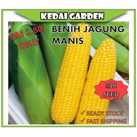 Rm Only Benih Biji Jagung Manis Seed Asia Manis Benih Pokok