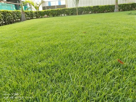 Niligiri Grass Natural Green Nilgiri Grass Carpet Manufacturer From