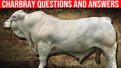 Questions And Answers About The Charbray Cattle Breed Biggest Bulls