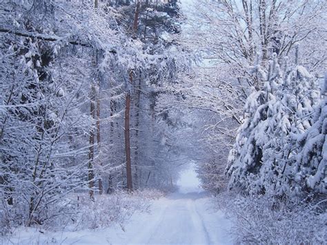 Premium Photo Snow Covered Road Amidst Trees In Forest