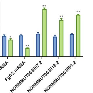 The Effect Of Asxl Gene Mutation On The Expression Of Fgfr Premrna