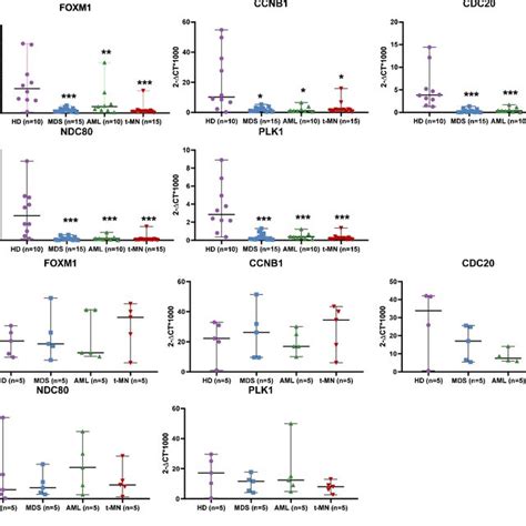 Expression Levels Of Foxm And Its Mitotic Genes A Mrna Expression