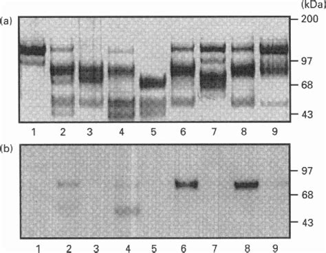 Figure 1 from Development of a cleavage-site-specific monoclonal ...