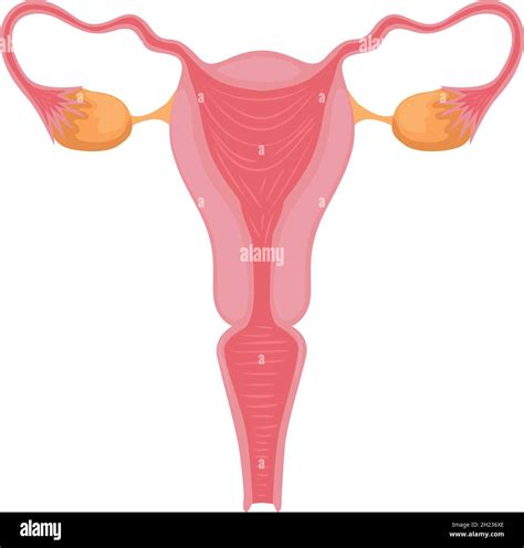 Sistema Reproductor Femenino Imagen Vector De Stock Alamy