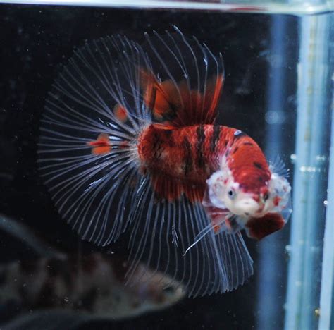 Halfmoon Koi Betta Koi Red Halfmoon Galaxy Released Koifishusa