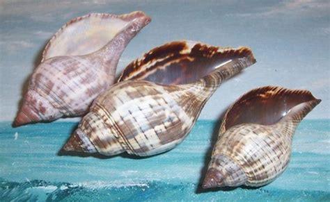 Pin On Gulf Coast Shells