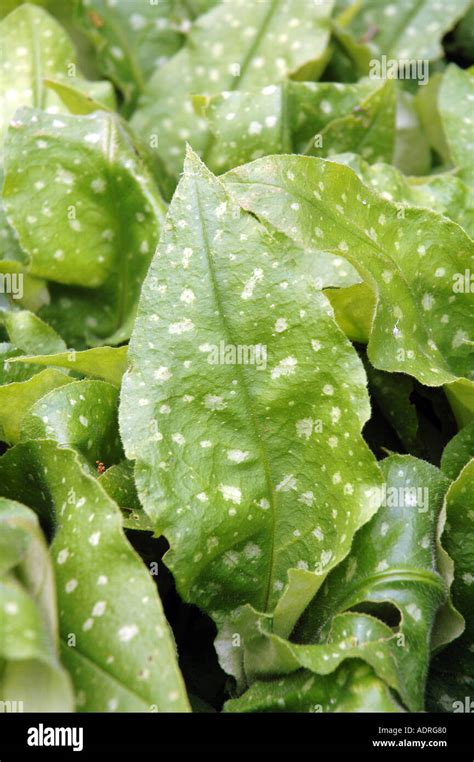 Suffolk Lungwort Pulmonaria Obscura Stock Photo Alamy