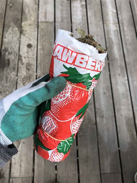 Bare root strawberries 🍓 🌱 Jump-start your fruitful garden!
