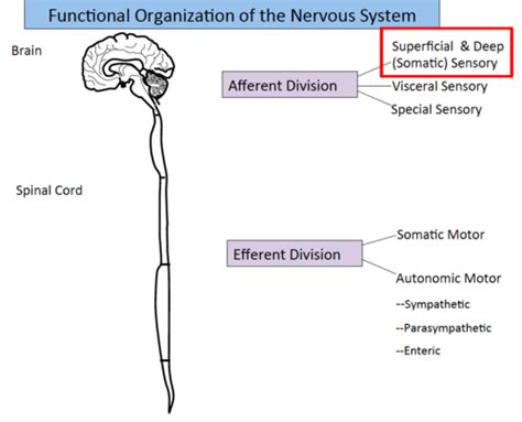 Somatosensory System Test 2 Flashcards Quizlet