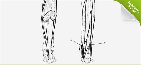 A Summary of Ankle Plantar Flexion Muscles – KevinRoot Medical