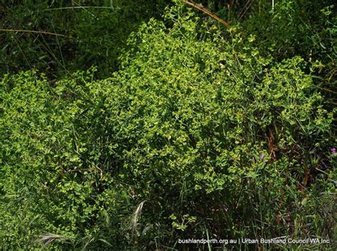 Geraldton Carnation Weed Urban Bushland Council Wa