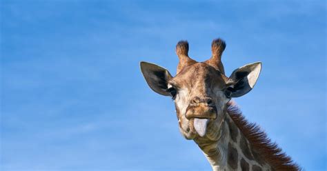 Yes, size does matter: Solving the mystery of giraffe neck evolution ...