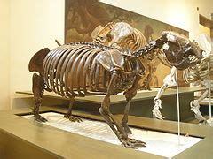 Category:Xenarthra fossils - Wikimedia Commons