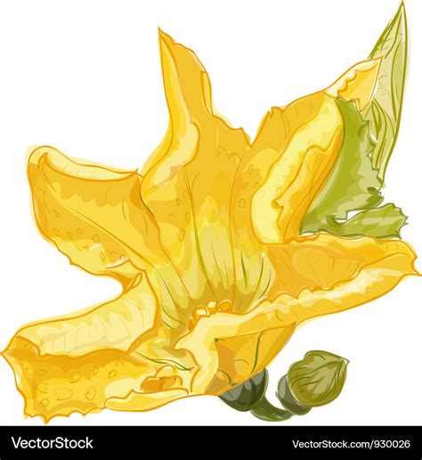 Zucchini Flower Royalty Free Vector Image Vectorstock