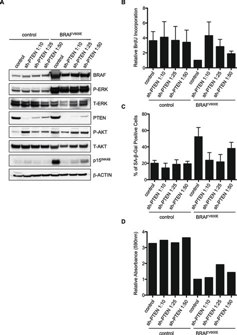 Abrogation Of BRAF V600E Induced Senescence By PTEN Depletion Is