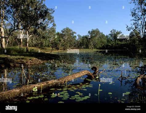 Australia Northern Territory Litchfield National Park Billabong