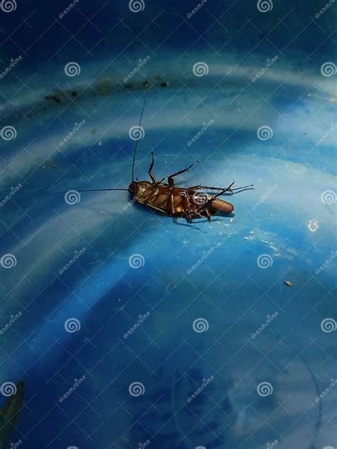 barata  coloca um ovo imagem de stock imagem de azul