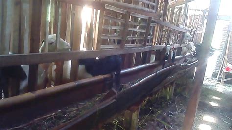 Peternakan Kambing Cilongok Kabar Sekitar