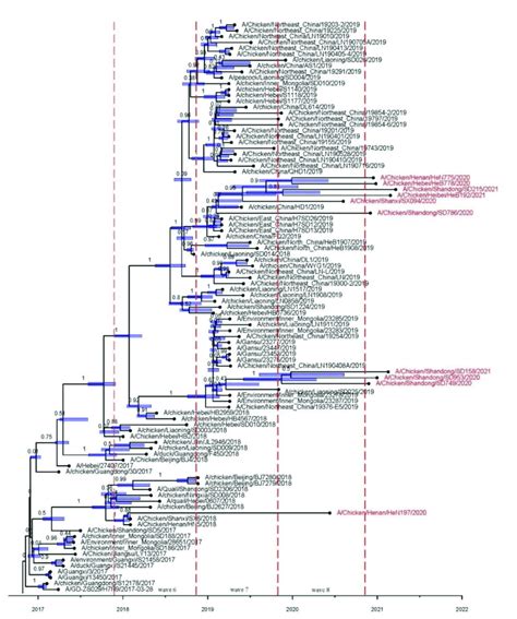 Time Resolved Maximum Clade Credibility Mcc Tree Of Ha Genes