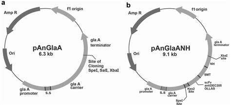 Schematic Representation Of Plasmids Developed For Expression And