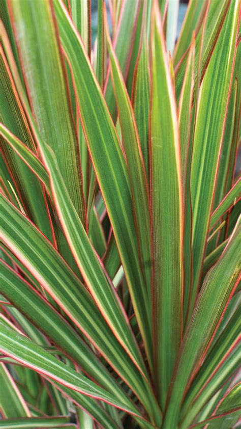 Dracaena Marginata Tricolour L Tropical Plants Uk