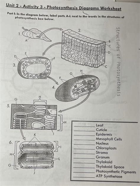 Solved Bio Ch Photosynthesis Worksheet Write The Chegg