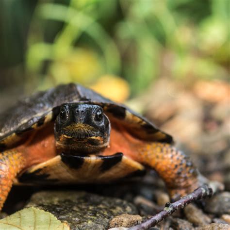 Wood Turtle Critter Republic Dive Center