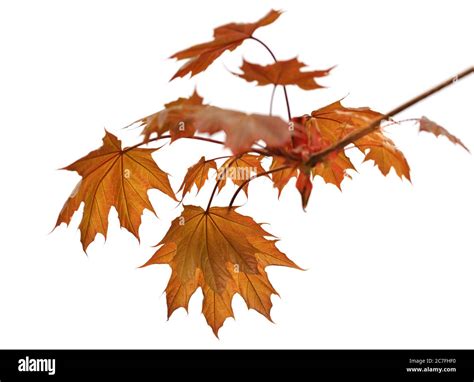 Autumn Tree Branch