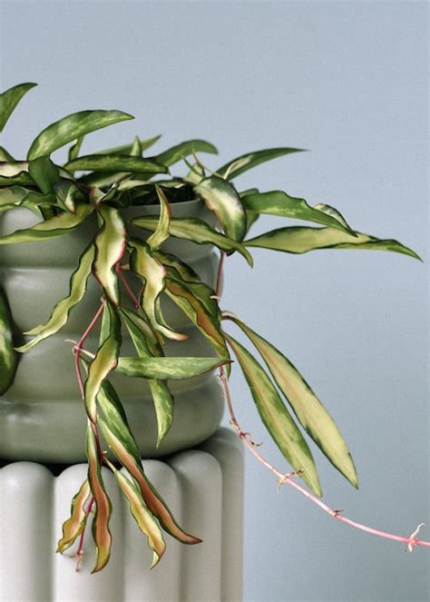 Hoya Wayetii Tricolor Is A Festival Of Colour In The Form Of A Plant