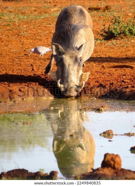 Warthog Watering Hole Stock Photo 2249840835 Shutterstock