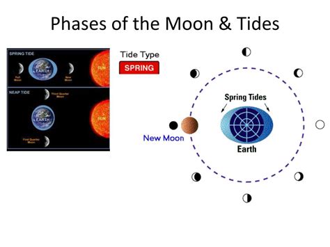 Tides And Moon Phases Chart