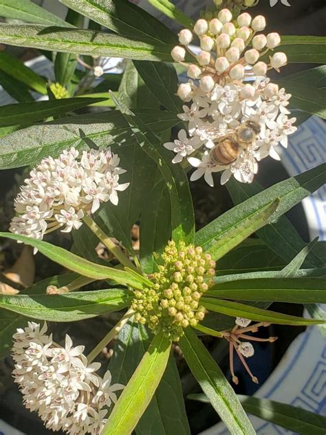 Photo Of The Entire Plant Of White Milkweed Asclepias Perennis Posted By Cbjoyce