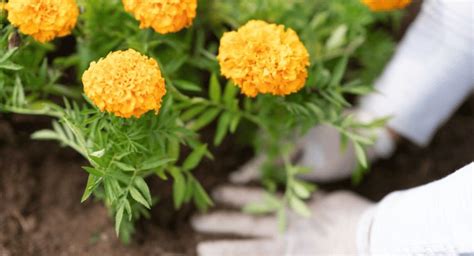 este fertilizante até as flores que não florescem há anos se