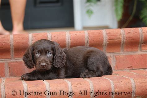 Boykin Spaniel Puppies Boykin Spaniels And Other Gun Dogs Available