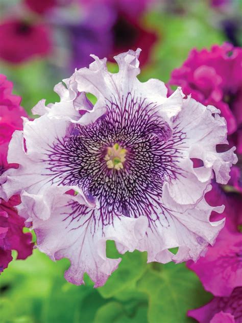 Petunia Seeds & Plants - Multi Flowered, Vivid Color Flowers - Burpee