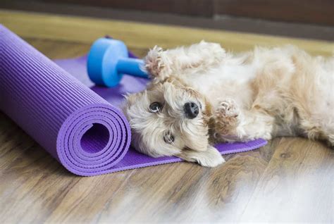 Doga: Enjoy benefits of incorporating dogs into yoga classes