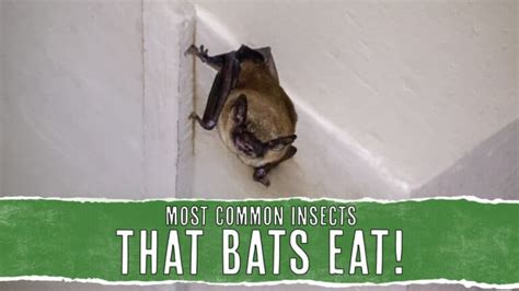 11 Insects That Bats Eat (And Why They Eat Them) - Pest Pointers