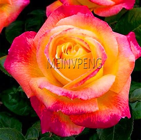 Sale!rare Holland Rainbow Rose Bonsai Flower Home Garden In - Best ...