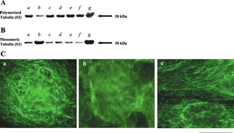 A And B Stabilizing Protective Effects Of Nf B Inhibitors On The