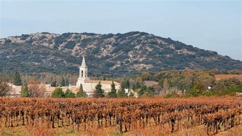 Grenache (Garnacha) - Red Wine Grape Variety